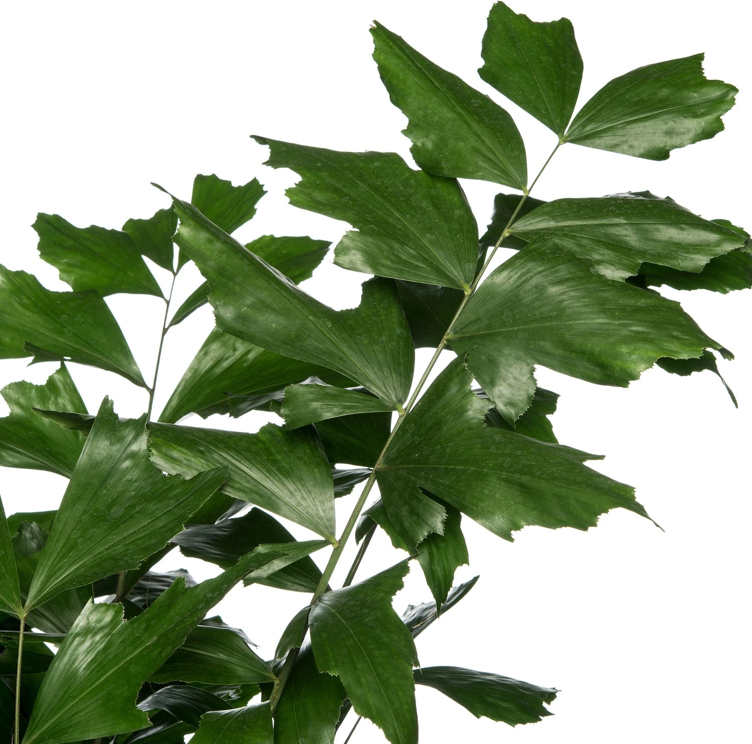 Vissenstaartpalm (Caryota Mitis) D 24 H 130 Cm 2 Vissenstaartpalm (Caryota Mitis) D 24 H 130 Cm - Afbeelding 2