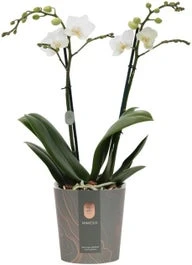 Vlinderorchidee 2 Tak (Phalaenopsis Multiflora) Wit D 12 H 50 Cm 1 Vlinderorchidee 2 Tak (Phalaenopsis Multiflora) Wit D 12 H 50 Cm