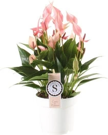 Flamingoplant (Anthurium 'Lilli') D 14 H 45 Cm 1 Flamingoplant (Anthurium 'Lilli') D 14 H 45 Cm