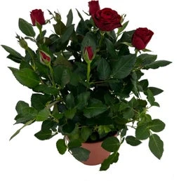 Potroos (Rosa 'Roma Dolc'Amore') Rood D 14 H 32 Cm 1 Potroos (Rosa 'Roma Dolc'Amore') Rood D 14 H 32 Cm
