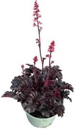 Purperklokje (Heuchera 'Timeless Night') D 19 H 25 Cm 1 Purperklokje (Heuchera 'Timeless Night') D 19 H 25 Cm