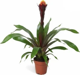 Guzmania (Guzmania 'Rockyflower Akabar') D 12 H 45 Cm 1 Guzmania (Guzmania 'Rockyflower Akabar') D 12 H 45 Cm