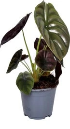 Olifantsoor (Alocasia Cuprea 'Red Secret') D 14 H 45 Cm 1 Olifantsoor (Alocasia Cuprea 'Red Secret') D 14 H 45 Cm