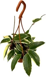 Wasbloem In Hangpot (Hoya 'Macrophylla') D 14 H 14 Cm 1 Wasbloem In Hangpot (Hoya 'Macrophylla') D 14 H 14 Cm