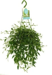 Codonanthe In Hangpot (Codonanthe Crassifolia) D 14 H 35 Cm 1 Codonanthe In Hangpot (Codonanthe Crassifolia) D 14 H 35 Cm