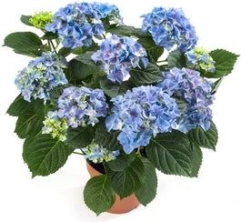 Hortensia (Hydrangea Macrophylla 'Early Blue') D 14 H 40 Cm 1 Hortensia (Hydrangea Macrophylla 'Early Blue') D 14 H 40 Cm