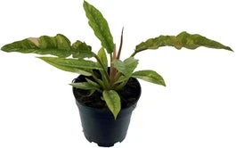 Philodendron (Philodendron 'Ring Of Fire') D 14 H 30 Cm 1 Philodendron (Philodendron 'Ring Of Fire') D 14 H 30 Cm