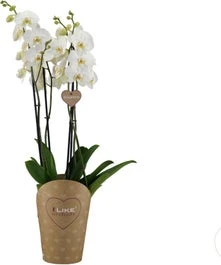 Vlinderorchidee 4 Tak (Phalaenopsis 'Duetto') D 17 H 70 Cm 1 Vlinderorchidee 4 Tak (Phalaenopsis 'Duetto') D 17 H 70 Cm