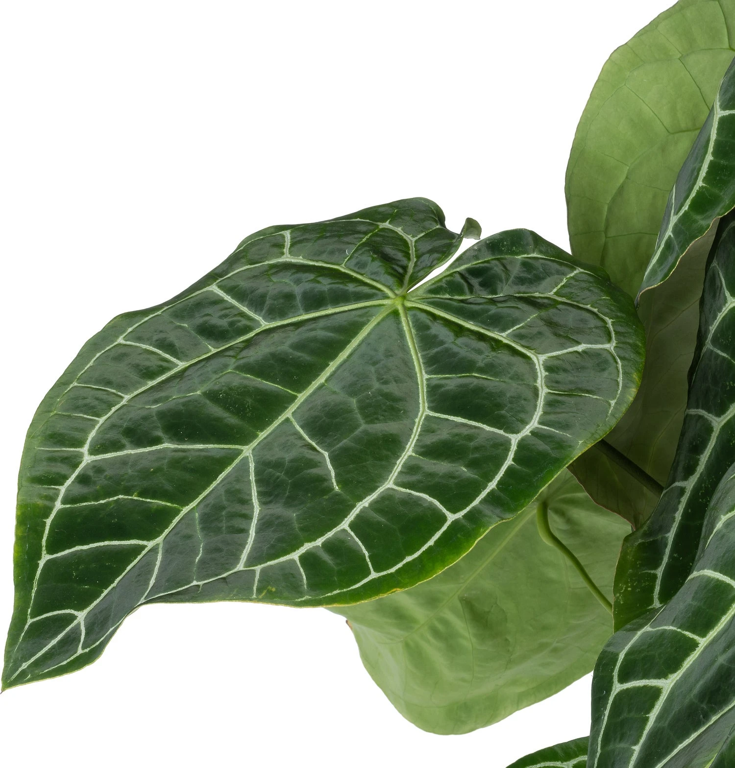 Aderplant (Anthurium Crystallinum) D 27 H 90 Cm 2 Aderplant (Anthurium Crystallinum) D 27 H 90 Cm - Afbeelding 2