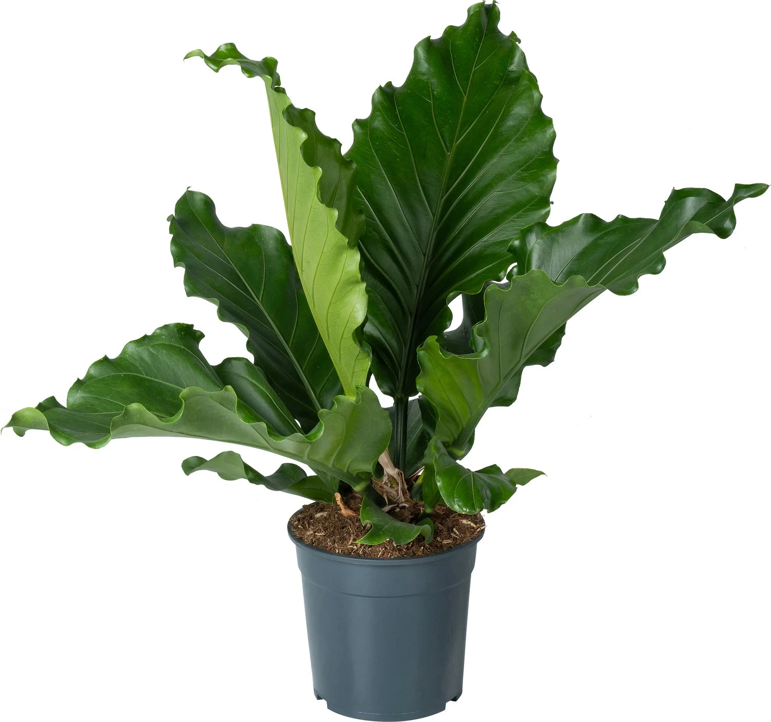 Langbladige Flamingoplant (Anthurium Plowmanii 'Birdnest') D 27 H 80 Cm 1 Langbladige Flamingoplant (Anthurium Plowmanii 'Birdnest') D 27 H 80 Cm