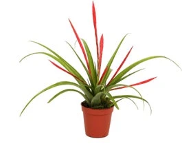 Tillandsia (Tillandsia Flabellata) D 5,5 H 20 Cm