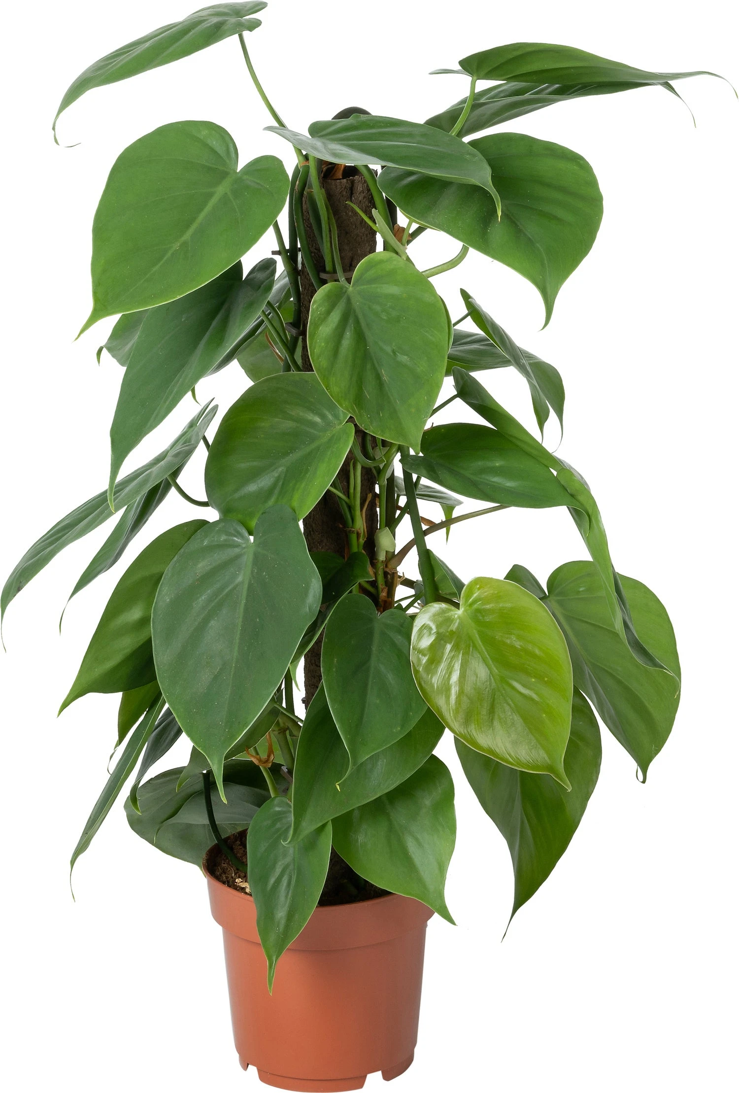 Philodendron Op Duurzame Klimstok (Philodendron Scandens) D 14 H 50 Cm 1 Philodendron Op Duurzame Klimstok (Philodendron Scandens) D 14 H 50 Cm