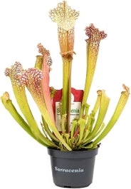 Trompetbekerplant (Sarracenia 'Compacta') D 9 H 20 Cm 1 Trompetbekerplant (Sarracenia 'Compacta') D 9 H 20 Cm