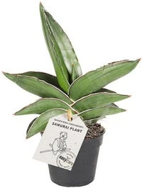 Vrouwentong (Sansevieria 'Samurai Dwarf') D 6 H 20 Cm 1 Vrouwentong (Sansevieria 'Samurai Dwarf') D 6 H 20 Cm