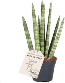 Vrouwentong (Sansevieria Cylindrica 'Rocket') D 6 H 25 Cm 1 Vrouwentong (Sansevieria Cylindrica 'Rocket') D 6 H 25 Cm