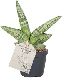 Vrouwentong (Sansevieria Cylindrica 'Boncel') D 6 H 20 Cm 1 Vrouwentong (Sansevieria Cylindrica 'Boncel') D 6 H 20 Cm