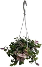 Vaderplant In Hangpot (Tradescantia Fluminensis 'Quadricolor') D 14 H 30 Cm 1 Vaderplant In Hangpot (Tradescantia Fluminensis 'Quadricolor') D 14 H 30 Cm