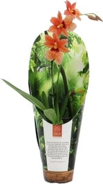 Cambria-orchidee (Cambria 'Nelly Isler') Oranje D 9 H 35 Cm 1 Cambria-orchidee (Cambria 'Nelly Isler') Oranje D 9 H 35 Cm