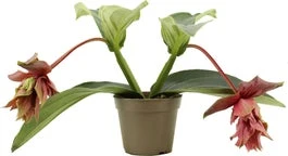 Medinilla (Medinilla Magnifica 'Dolce Rossa') D 14 H 30 Cm 1 Medinilla (Medinilla Magnifica 'Dolce Rossa') D 14 H 30 Cm