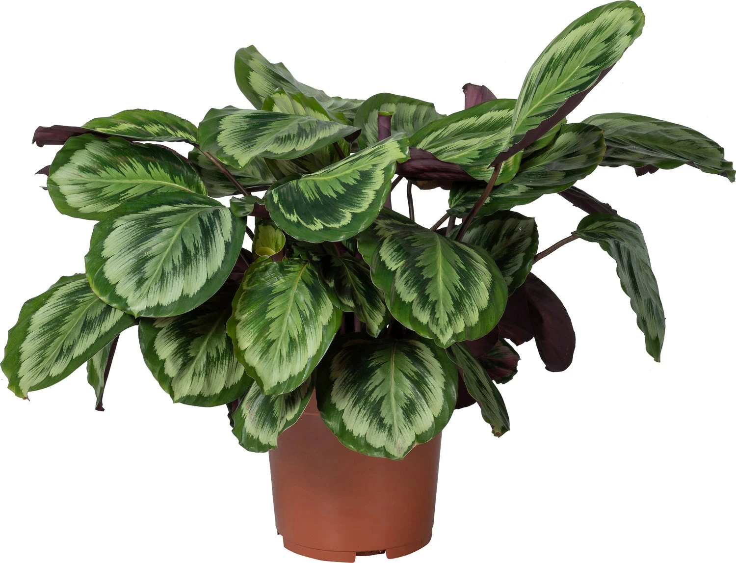 Calathea (Calathea 'Misty') D 27 H 90 Cm 1 Calathea (Calathea 'Misty') D 27 H 90 Cm