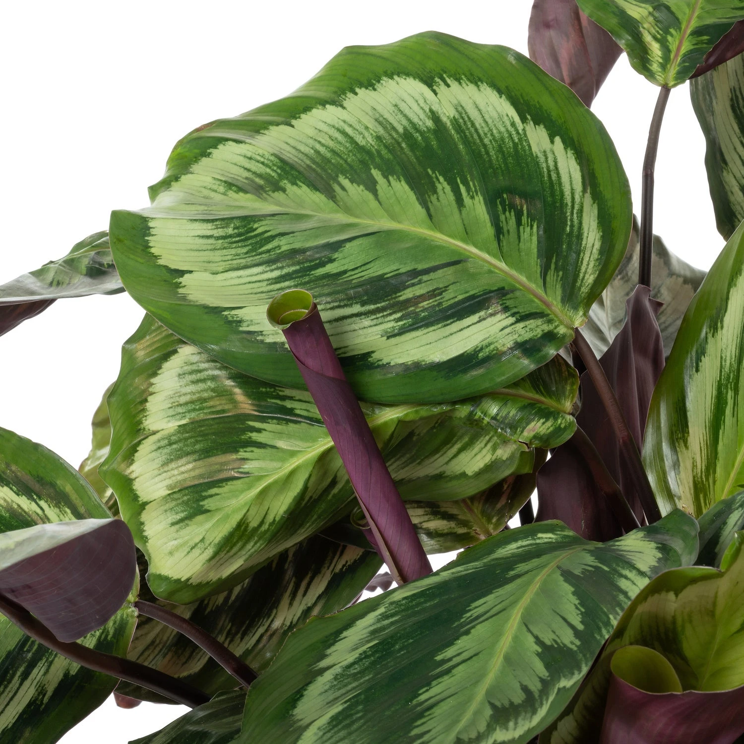 Calathea (Calathea 'Misty') D 27 H 90 Cm 2 Calathea (Calathea 'Misty') D 27 H 90 Cm - Afbeelding 2