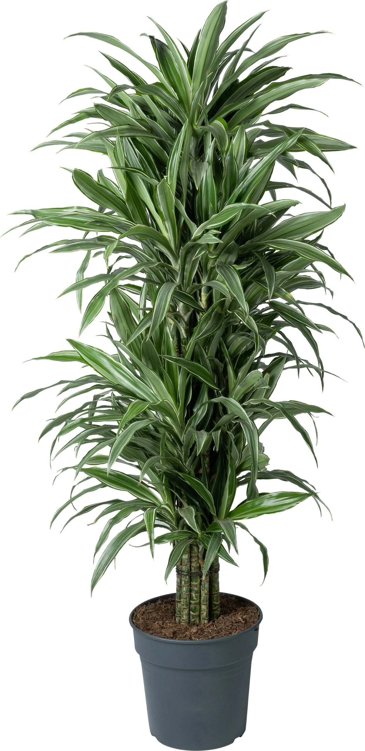 Drakenbloedboom (Dracaena Fragrans 'Warneckei') D 31 H 140 Cm 1 Drakenbloedboom (Dracaena Fragrans 'Warneckei') D 31 H 140 Cm