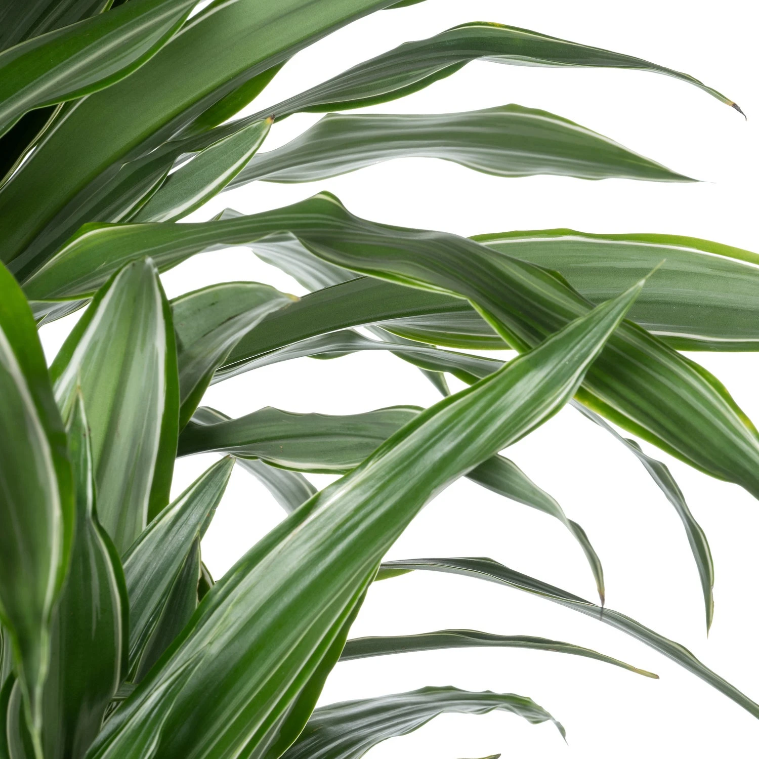 Drakenbloedboom (Dracaena Fragrans 'Warneckei') D 31 H 140 Cm 2 Drakenbloedboom (Dracaena Fragrans 'Warneckei') D 31 H 140 Cm - Afbeelding 2