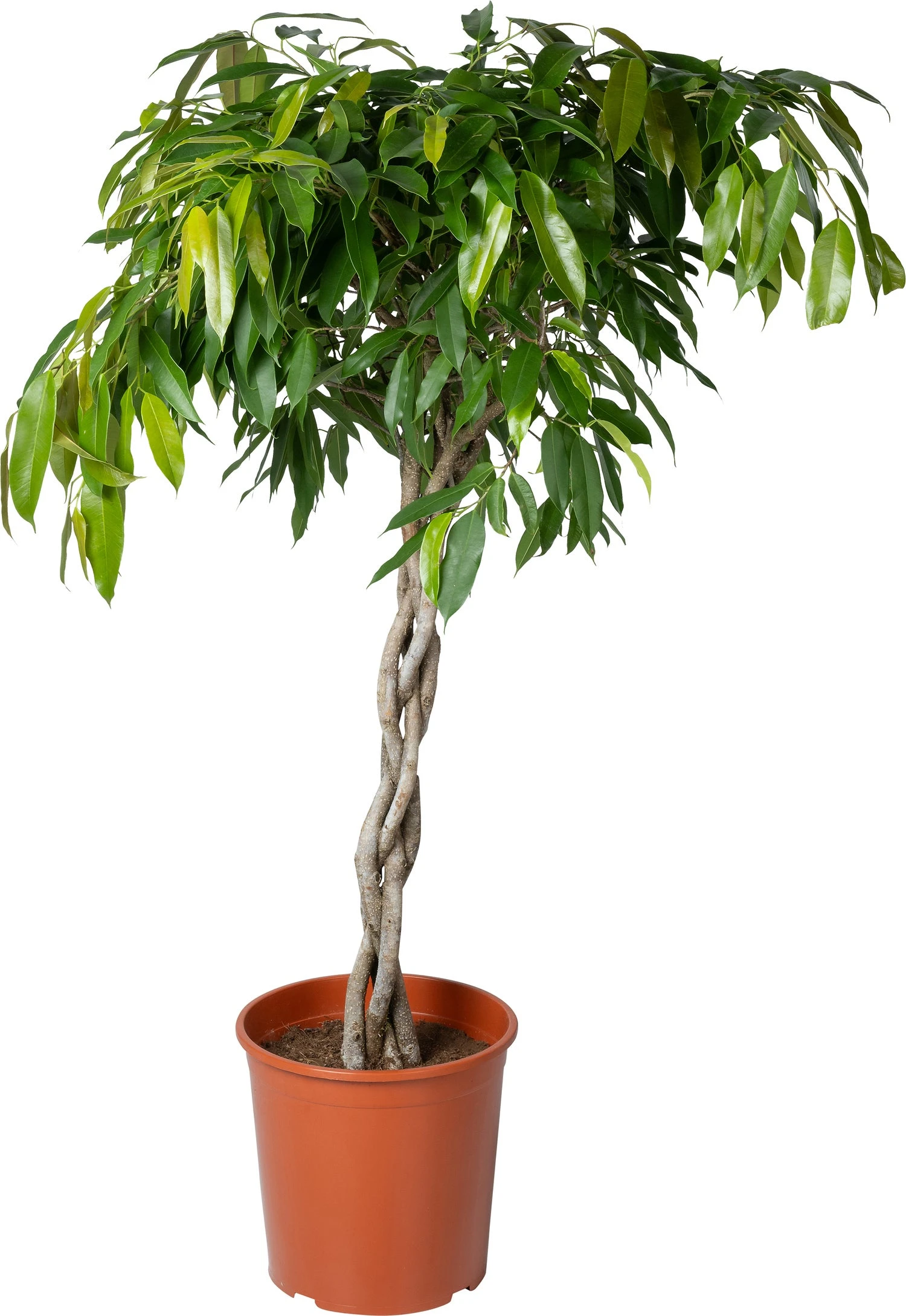 Rubberboom (Ficus Binnendijkii 'Amstel King') D 30 H 140 Cm 1 Rubberboom (Ficus Binnendijkii 'Amstel King') D 30 H 140 Cm