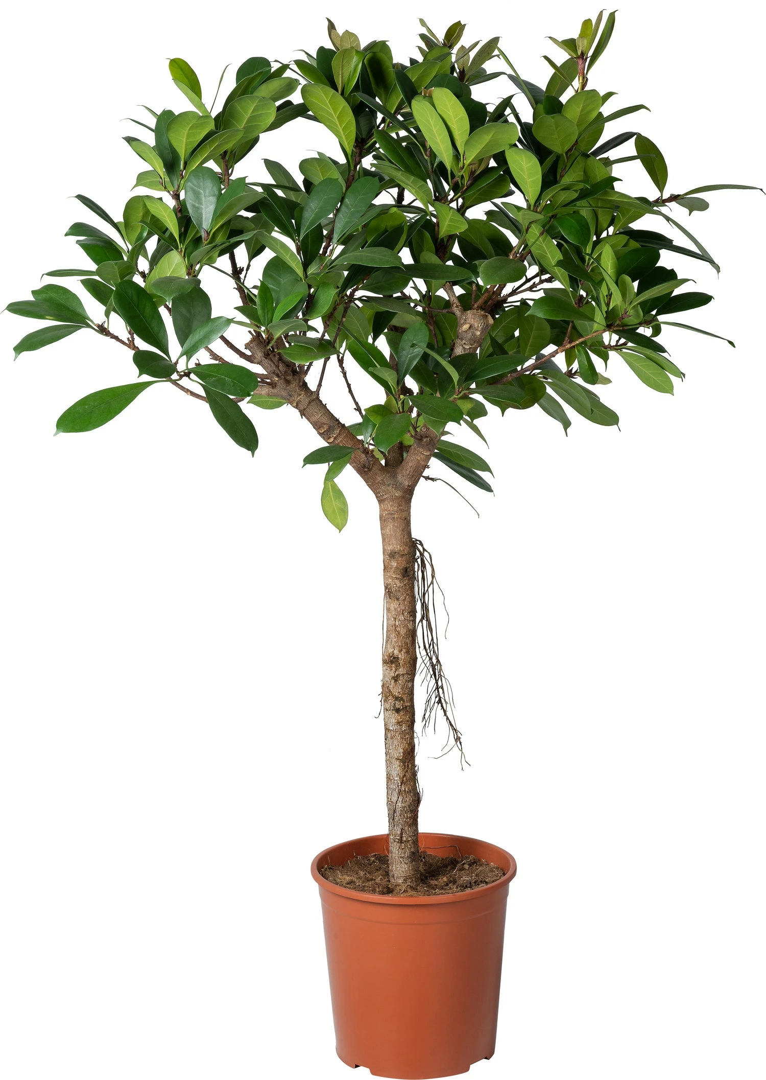 Groene Vijg Op Stam (Ficus Cyathistipula) D 30 H 150 Cm 1 Groene Vijg Op Stam (Ficus Cyathistipula) D 30 H 150 Cm