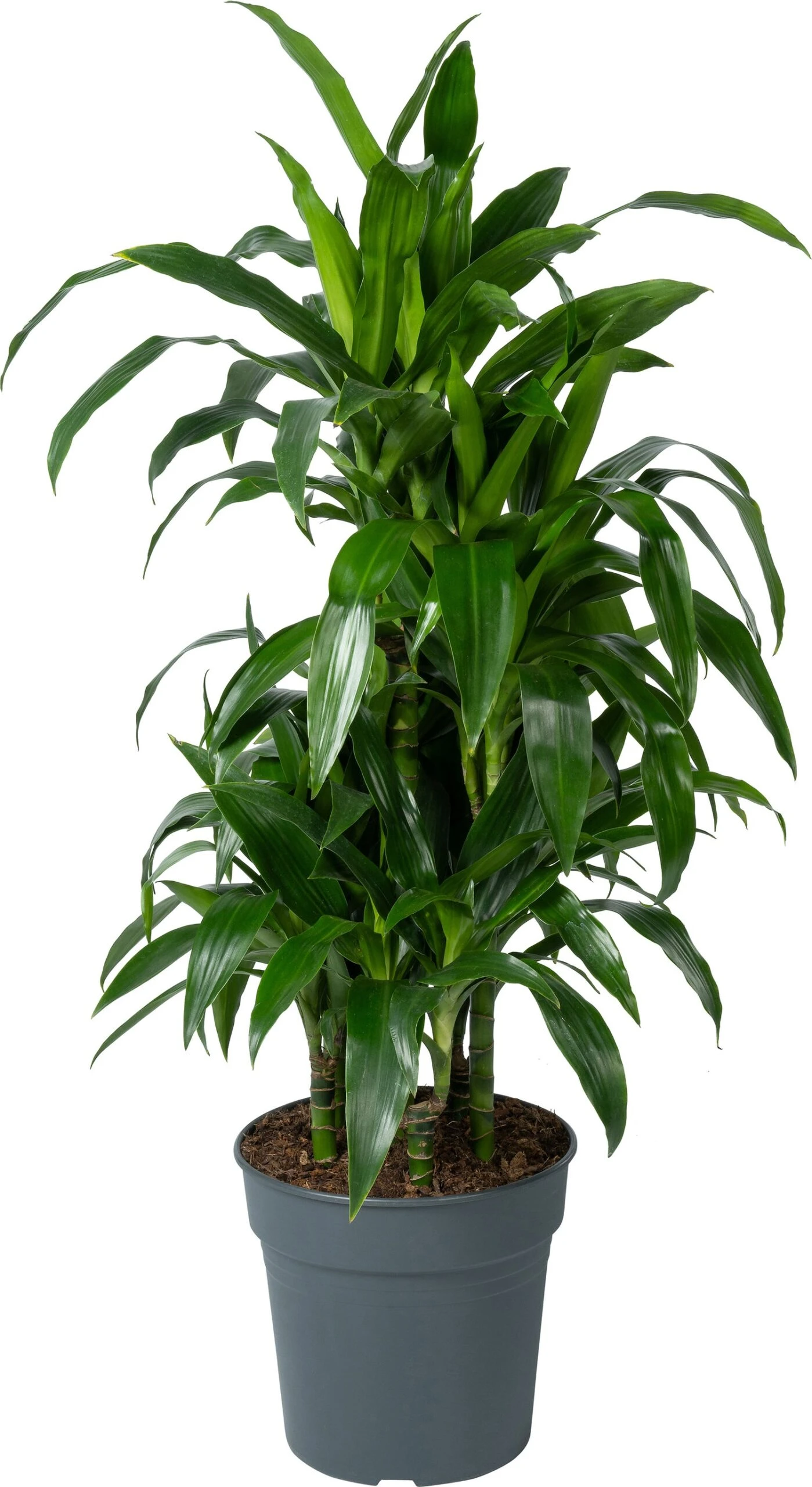 Drakenbloedboom (Dracaena Fragrans 'Janet Craig') D 24 H 120 Cm 1 Drakenbloedboom (Dracaena Fragrans 'Janet Craig') D 24 H 120 Cm