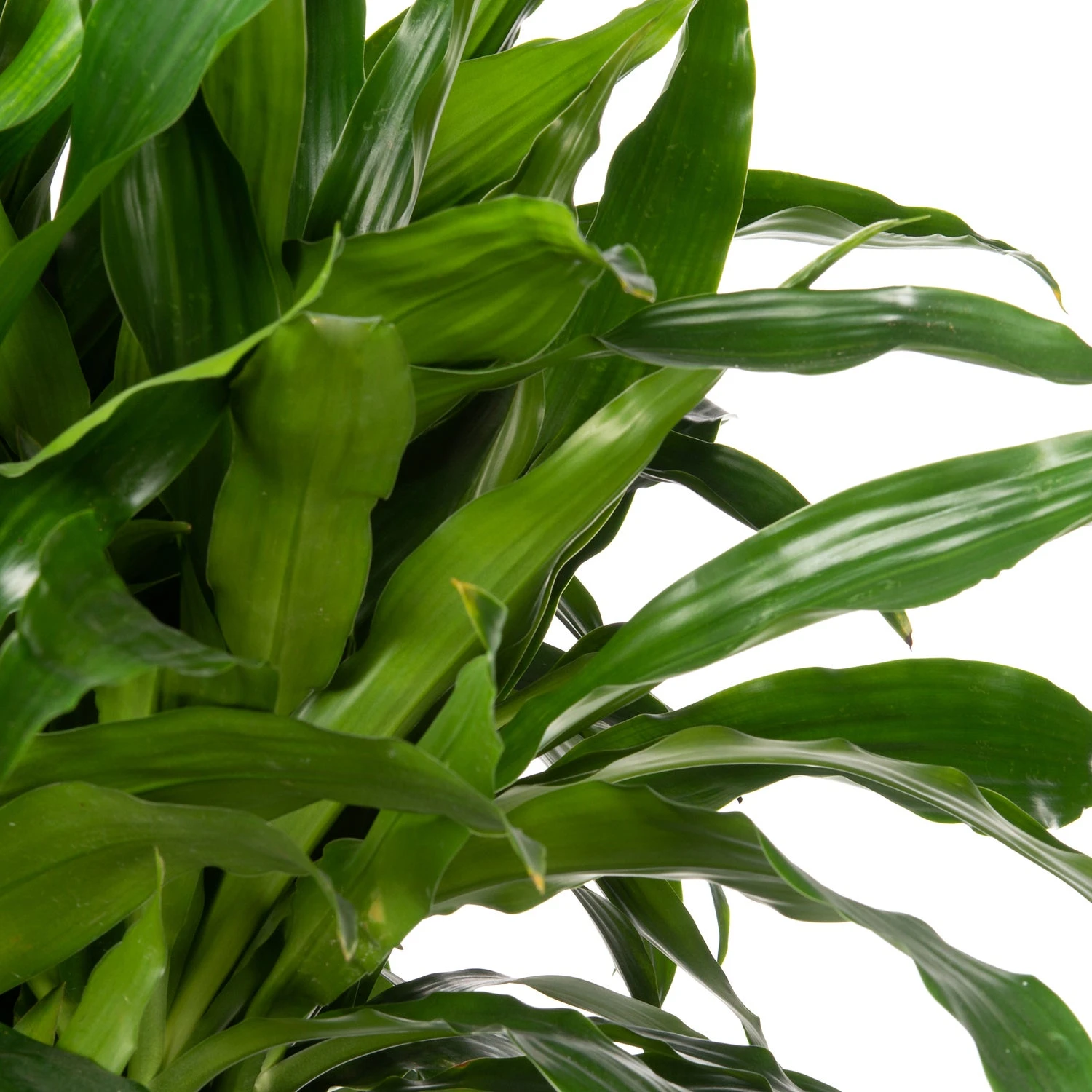 Drakenbloedboom (Dracaena Fragrans 'Janet Craig') D 24 H 120 Cm 2 Drakenbloedboom (Dracaena Fragrans 'Janet Craig') D 24 H 120 Cm - Afbeelding 2