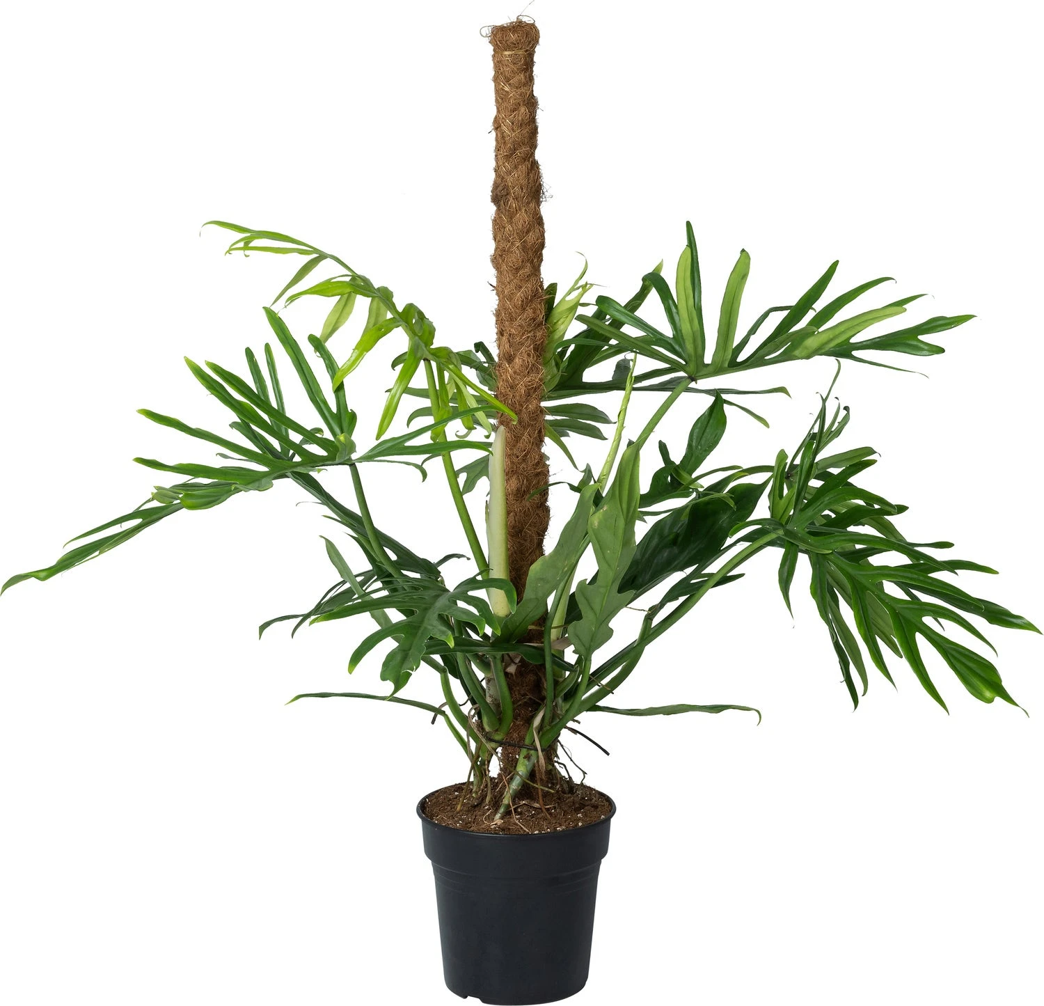 Philodendron Op Mosstok (Philodendron Elegans 'Trixi') D 21 H 100 Cm 1 Philodendron Op Mosstok (Philodendron Elegans 'Trixi') D 21 H 100 Cm