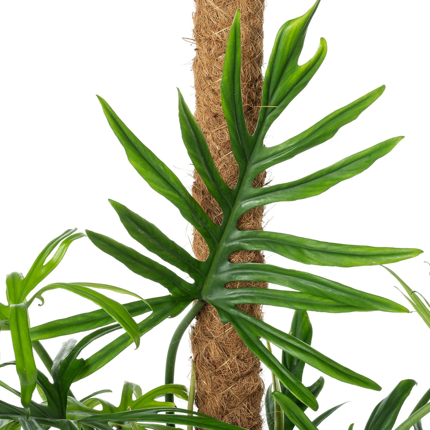 Philodendron Op Mosstok (Philodendron Elegans 'Trixi') D 21 H 100 Cm 2 Philodendron Op Mosstok (Philodendron Elegans 'Trixi') D 21 H 100 Cm - Afbeelding 2