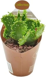 Euphorbia (Euphorbia Leucodendron Cristata) D 6,5 H 8 Cm