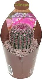Regenboogcactus (Echinocereus Rubrispinus) D 6,5 H 8 Cm 1 Regenboogcactus (Echinocereus Rubrispinus) D 6,5 H 8 Cm