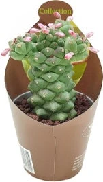 Monadenium (Monadenium Ritchiei) D 6,5 H 8 Cm 1 Monadenium (Monadenium Ritchiei) D 6,5 H 8 Cm