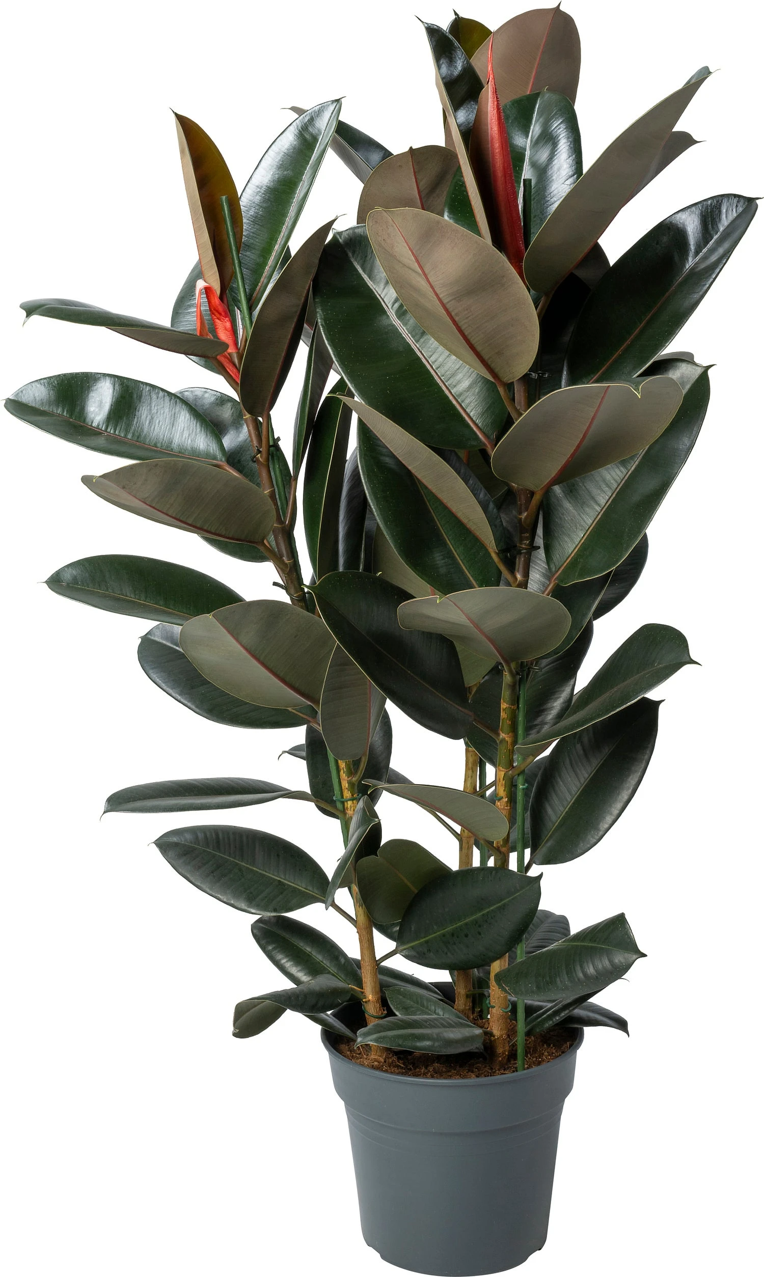 Rubberboom (Ficus Elastica 'Abidjan') D 30 H 120 Cm 1 Rubberboom (Ficus Elastica 'Abidjan') D 30 H 120 Cm