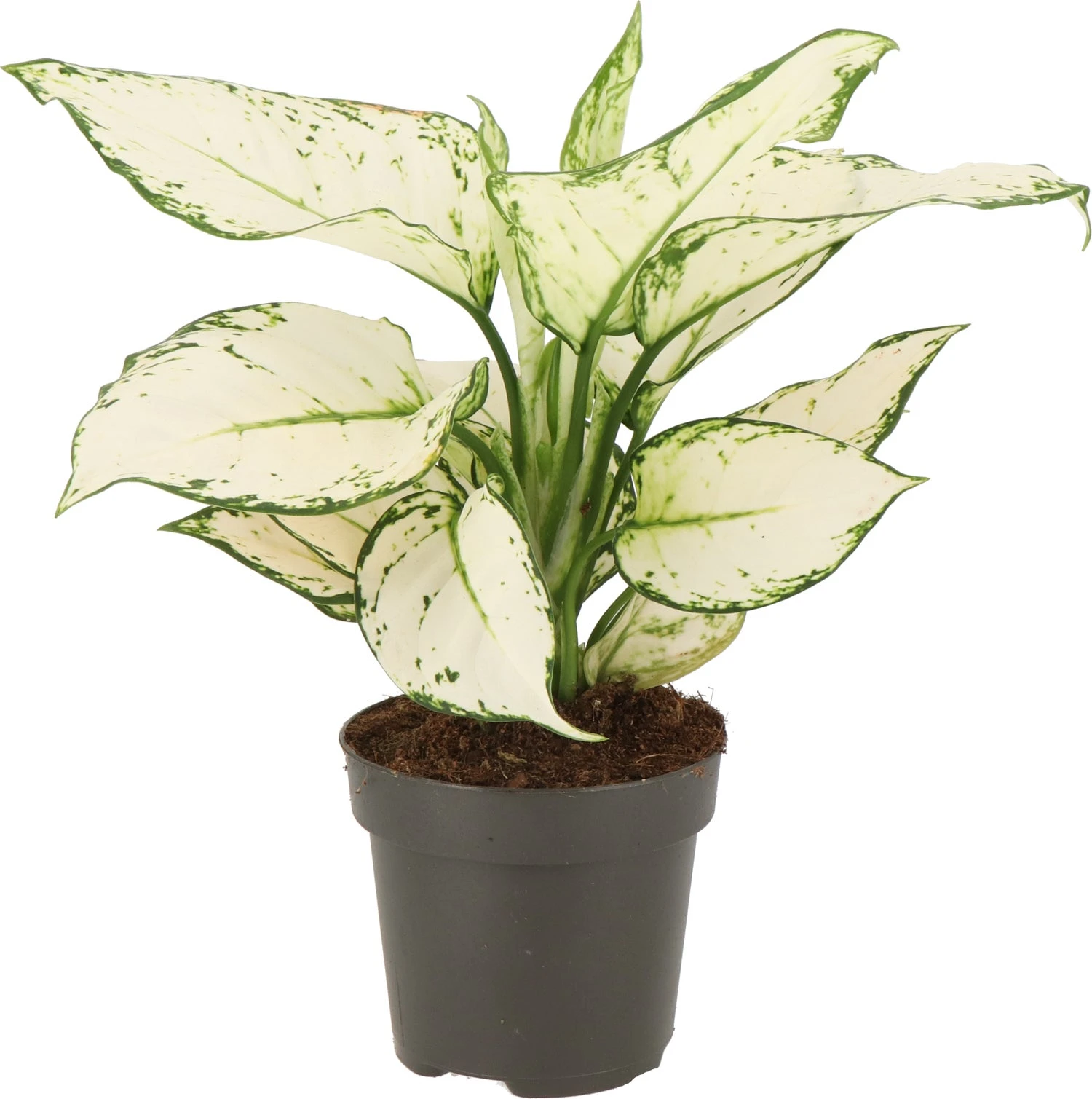 Aglaonema (Aglaonema 'White Joy') D 12 H 35 Cm 1 Aglaonema (Aglaonema 'White Joy') D 12 H 35 Cm