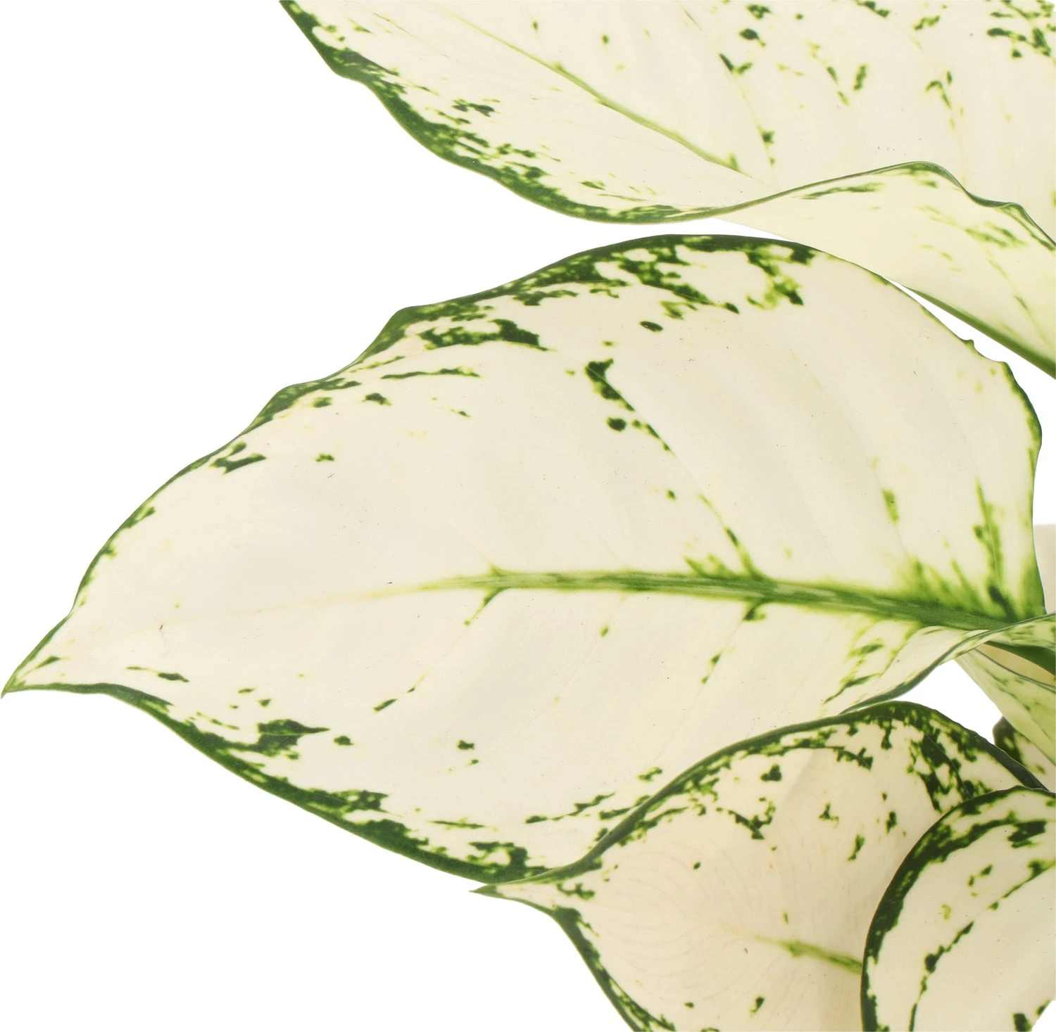 Aglaonema (Aglaonema 'White Joy') D 12 H 35 Cm 2 Aglaonema (Aglaonema 'White Joy') D 12 H 35 Cm - Afbeelding 2