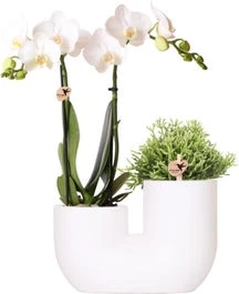 Intratuin Arrangement Tube Vlinderorchidee (Phalaenopsis) Wit 18 X 12 X 40 Cm