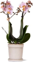 Intratuin Arrangement Vlinderorchidee (Phalaenopsis) In Pot Wit D 9 H 40 Cm