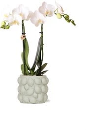 Intratuin Arrangement Vlinderorchidee (Phalaenopsis) In Fruitpot D 9 H 40 Cm