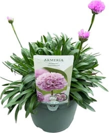 Engels Gras (Armeria 'Dreameria Daydreams') D 17 H 40 Cm 1 Engels Gras (Armeria 'Dreameria Daydreams') D 17 H 40 Cm