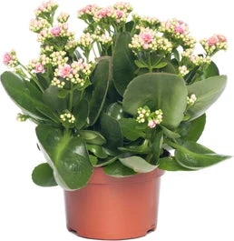 Kalanchoë (Kalanchoe 'Queen') Licht Roze D 14 H 26 Cm