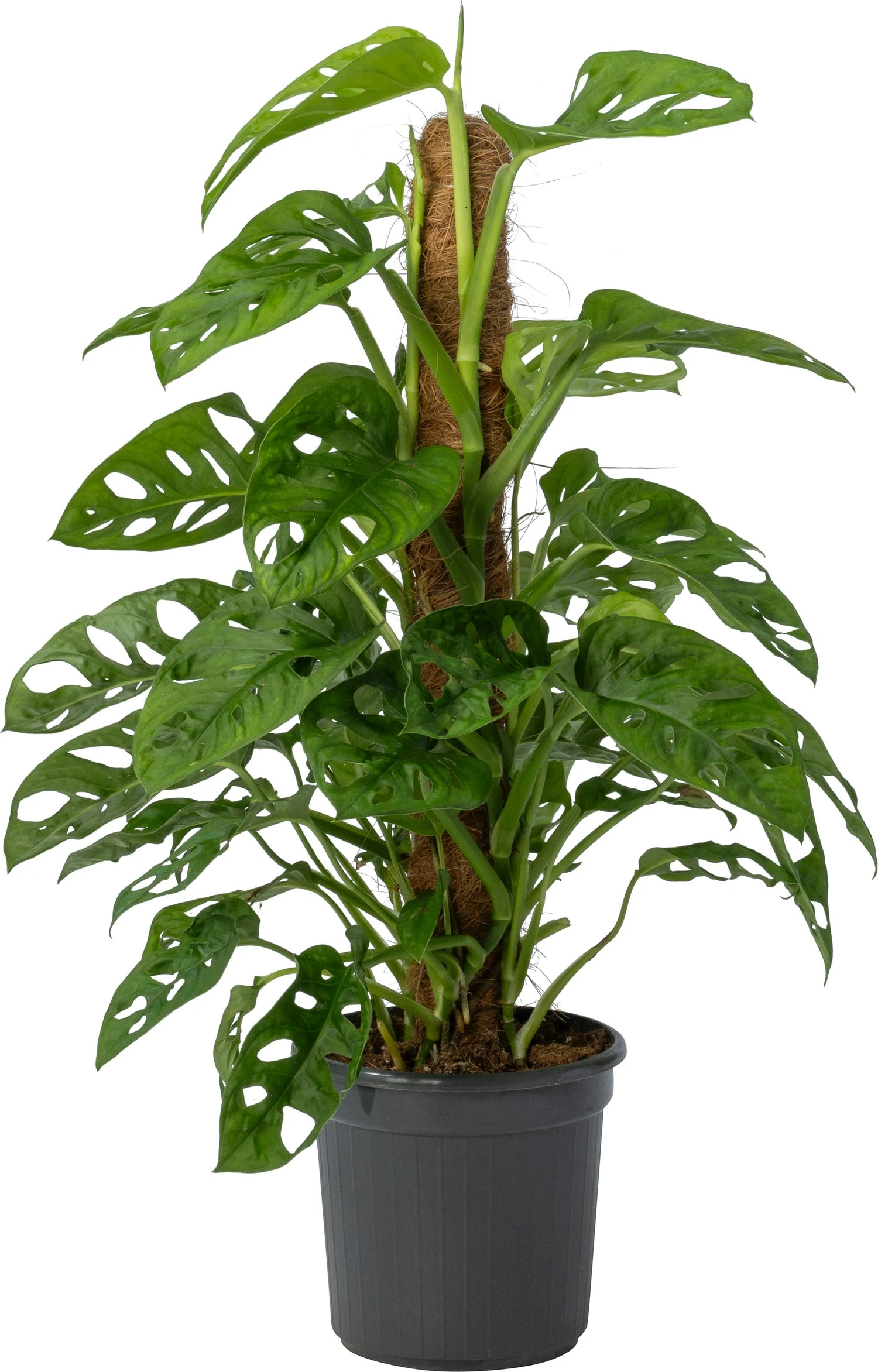 Gatenplant (Monstera Obliqua 'Monkey Mask') D 16 H 60 Cm 1 Gatenplant (Monstera Obliqua 'Monkey Mask') D 16 H 60 Cm