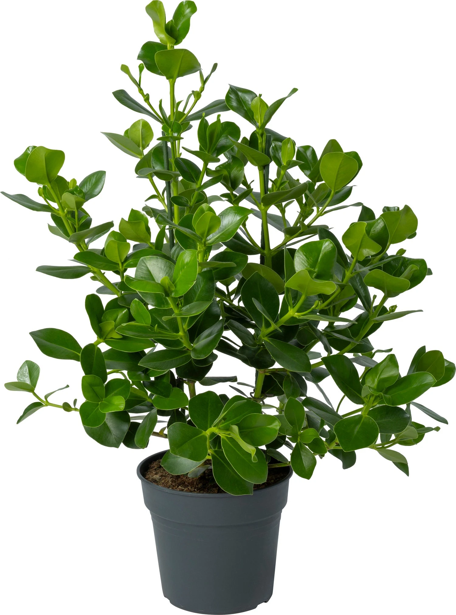 Clusia (Clusia Rosea 'Princess') D 30 H 100 Cm 1 Clusia (Clusia Rosea 'Princess') D 30 H 100 Cm