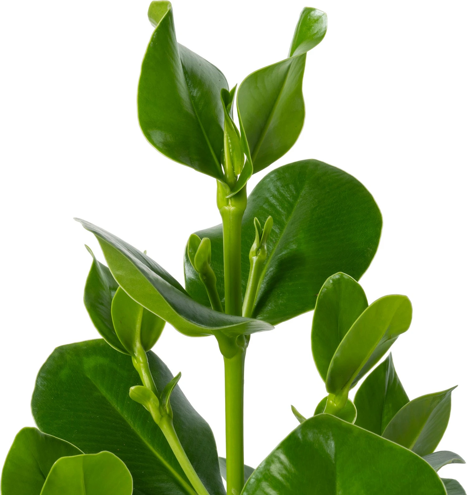 Clusia (Clusia Rosea 'Princess') D 30 H 100 Cm 2 Clusia (Clusia Rosea 'Princess') D 30 H 100 Cm - Afbeelding 2