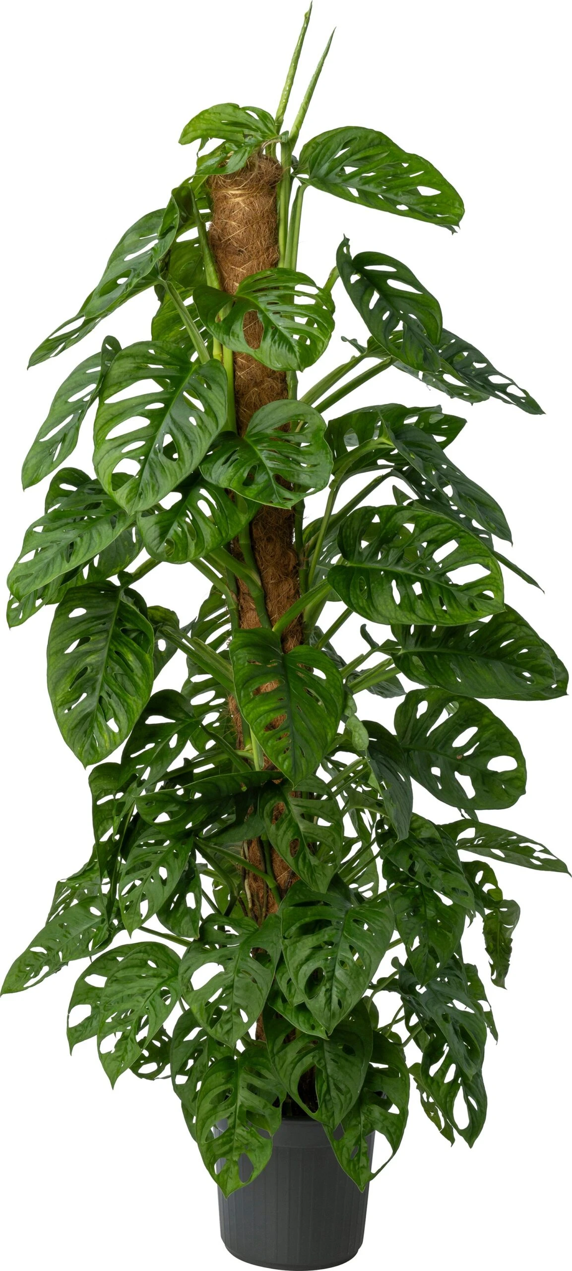 Gatenplant (Monstera Obliqua 'Monkey Mask') D 20 H 140 Cm 1 Gatenplant (Monstera Obliqua 'Monkey Mask') D 20 H 140 Cm