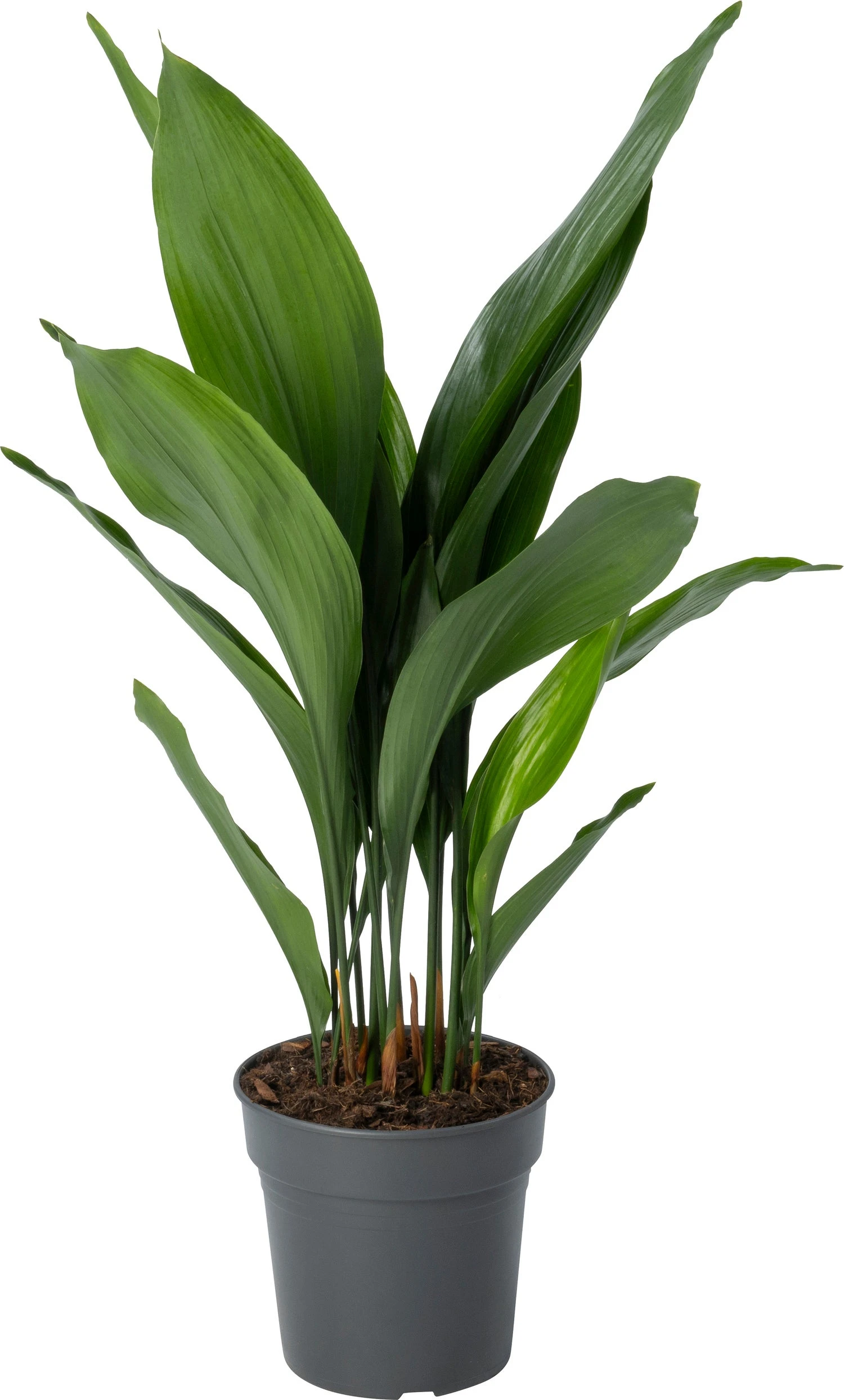 Kwartjesplant (Aspidistra Elatior) D 21 H 90 Cm 1 Kwartjesplant (Aspidistra Elatior) D 21 H 90 Cm
