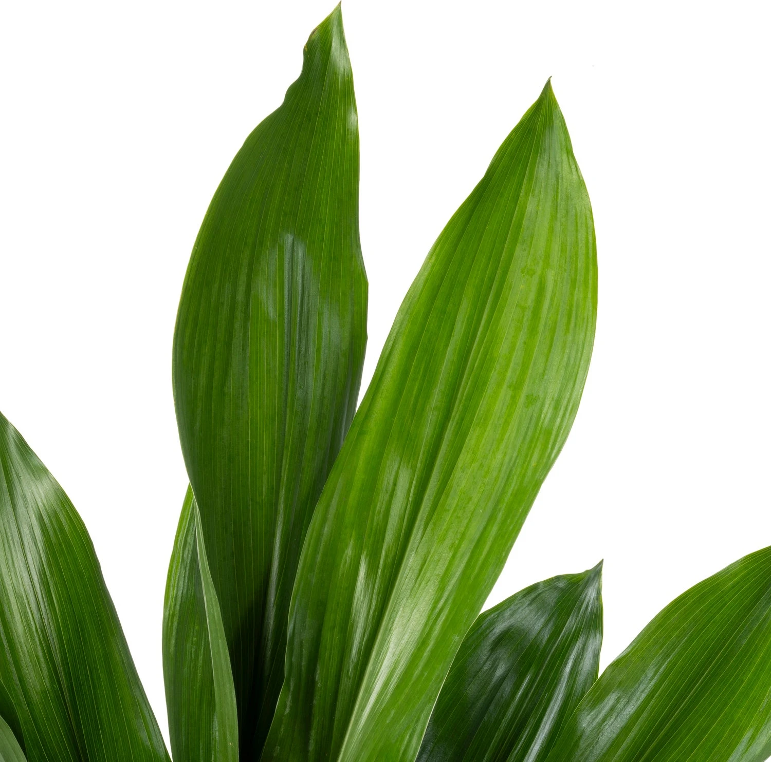 Kwartjesplant (Aspidistra Elatior) D 21 H 90 Cm 2 Kwartjesplant (Aspidistra Elatior) D 21 H 90 Cm - Afbeelding 2